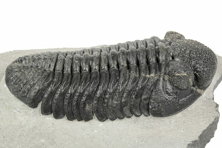 Prone Drotops Trilobite With Great Eyes - Mrakib, Morocco #193707